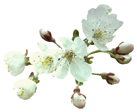 floare 8